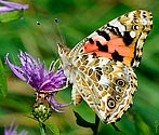 Painted Lady Butterfly - click to enlarge