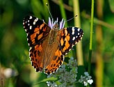 Painted Lady Butterfly - click to enlarge