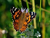 Painted Lady Butterfly - click to enlarge