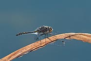 Dot-tailed Whiteface Dragonfly - click to enlarge