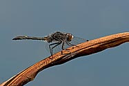 Dot-tailed Whiteface Dragonfly - click to enlarge