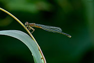 Eastern Forktail Damselfly - click to enlarge