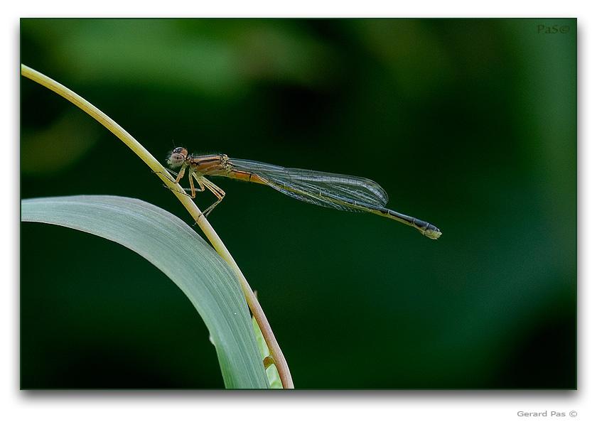 Eastern Forktail Damselfly - click to enlarge image