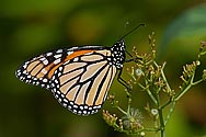 Monarch Butterfly - click to enlarge