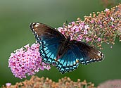 Red-spotted Purple Butterfly - click to enlarge