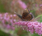 Red-spotted Purple Butterfly - click to enlarge