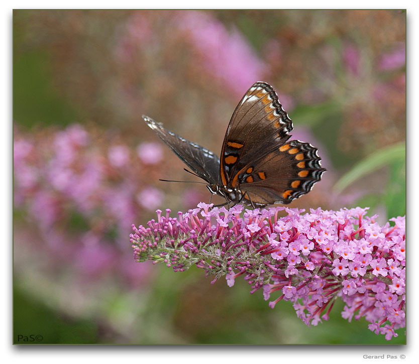 Red-spotted Purple Butterfly - click to enlarge image