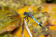 Blue Dasher Dragonfly - click to enlarge