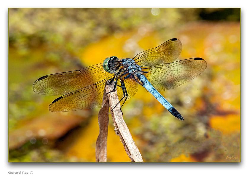 Blue Dasher Dragonfly - click to enlarge image