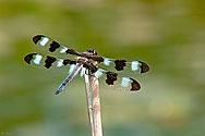 Twelve-spotted Skimmer Dragonfly - click to enlarge