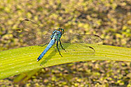 Eastern Pondhawk Dragonfly male - click to enlarge