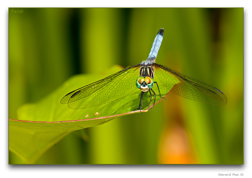 Blue Dasher Dragonfly - click to enlarge image