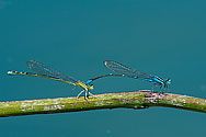 Stream Bluet Damselflies - click to enlarge