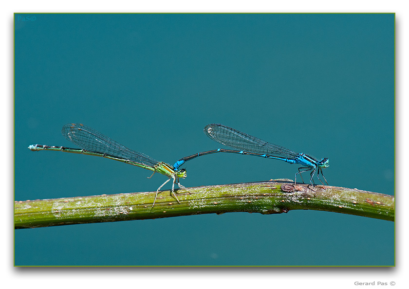 Stream Bluet Damselflies - click to enlarge image