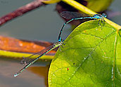 Stream Bluet Damselflies - click to enlarge