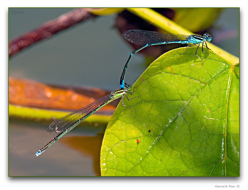 Stream Bluet Damselflies - click to enlarge image