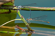 Powdered Dancer Damselflies - click to enlarge