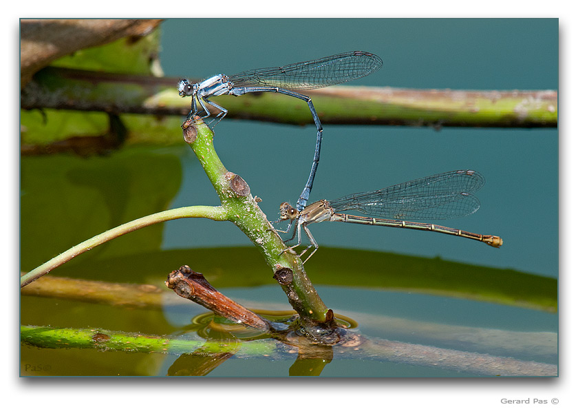 Powdered Dancer Damselflies - click to enlarge image