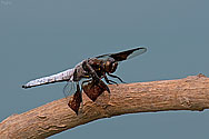 Common Whitetail male - click to enlarge