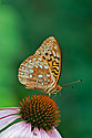 Aphrodite Fritillary Butterfly- click to enlarge