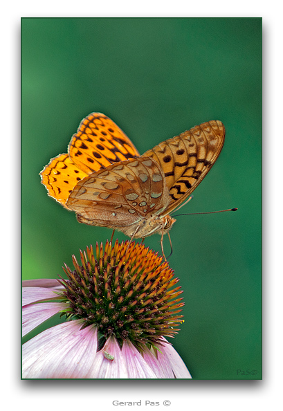 Aphrodite Fritillary - click to enlarge image