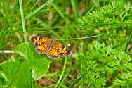 Northern Crescent Butterfly - click to enlarge