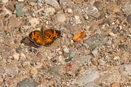 Northern Crescent Butterfly - click to enlarge