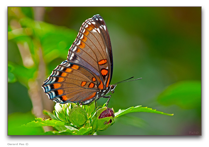 Red-spotted Purple Butterfly - click to enlarge image