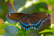 Red-spotted Purple Butterfly - click to enlarge