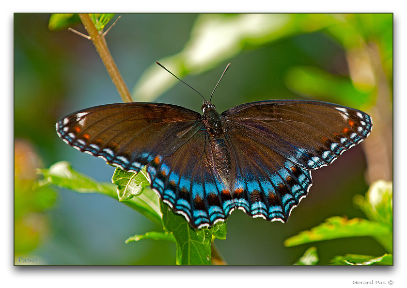 Red-spotted Purple Butterfly - click to enlarge image