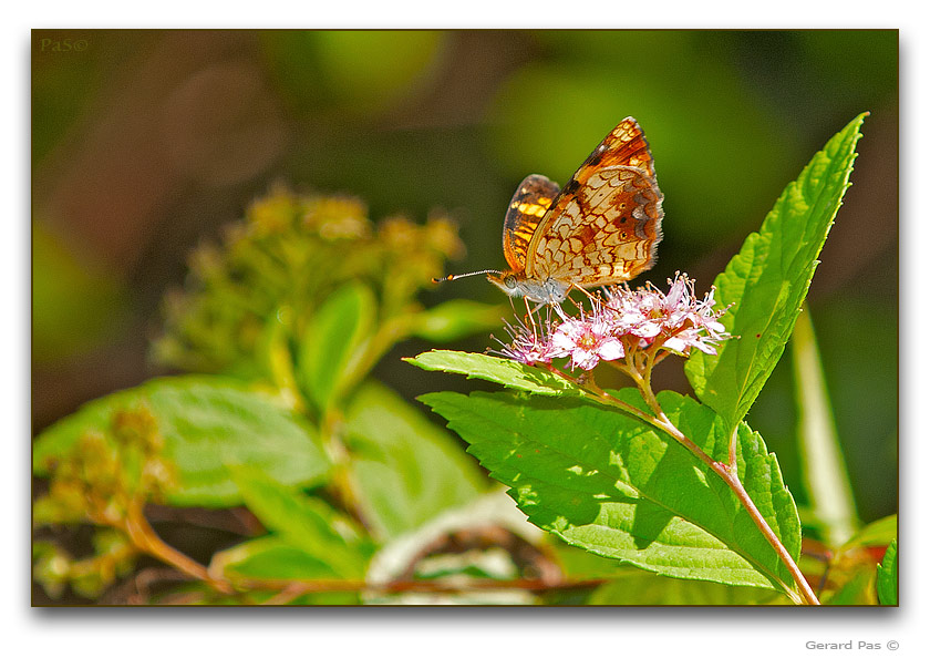 Northern Crescent Butterfly - click to enlarge image