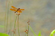 Eastern Amberwing Dragonfly - click to enlarge