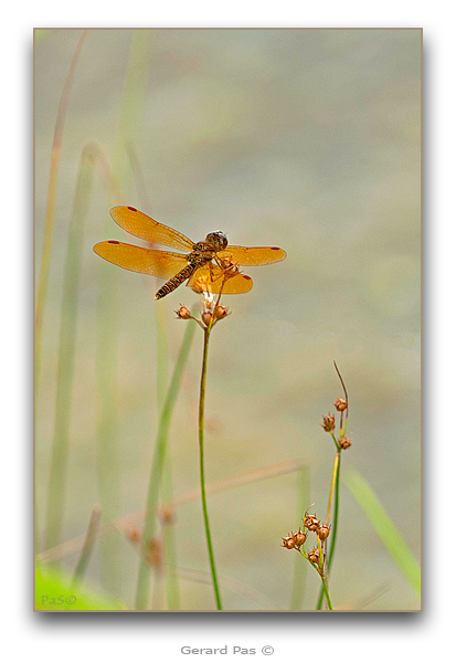 Eastern Amberwing Dragonfly - click to enlarge image