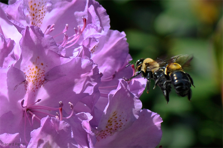 Wood Bees midair collision _DSC4038.JPG - click to enlarge image