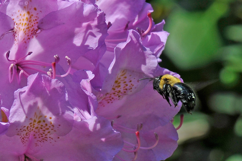 Wood Bee _DSC4055.JPG - click to enlarge image
