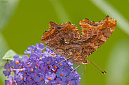 Eastern Comma Butterfly - click to enlarge