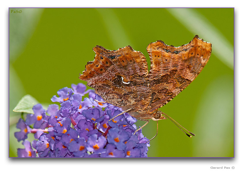 Eastern Comma Butterfly - click to enlarge image