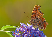 Eastern Comma Butterfly - click to enlarge