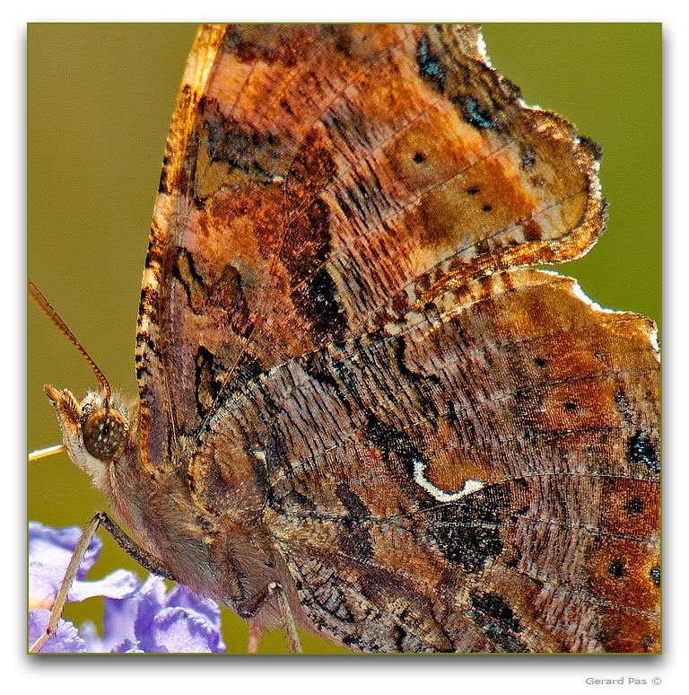 Eastern Comma Butterfly - click to enlarge image