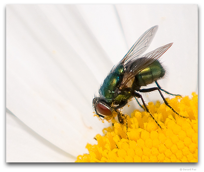 Fly on a Margarita Daisy _DSC6088.JPG - click to enlarge image