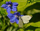 Cabbage White Butterfly - click to enlarge