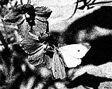Cabbage White Butterfly - click to enlarge artistic version