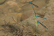 Doubleday's Bluet Damselflies - click to enalrge