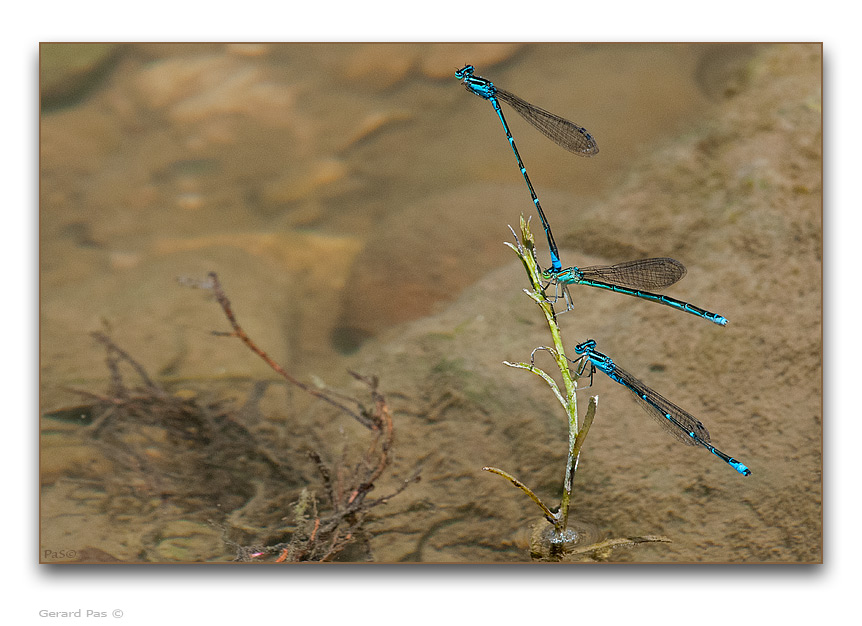 Doubleday's Bluet Damselflies _DSC6211.JPG - click to enlarge image
