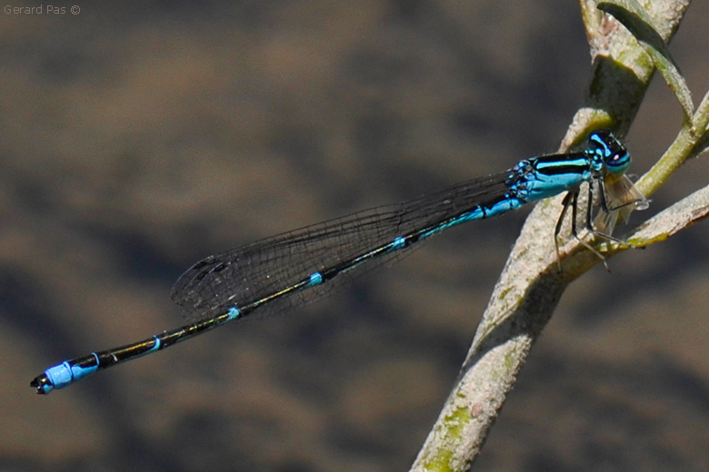 Doubleday's Bluet Damselfly _DSC6230.JPG - click to enlarge image