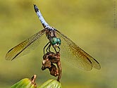 Blue Dasher Dragonfly - click to enlarge