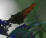 Eastern Comma Butterfly - click to enlarge