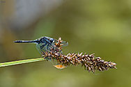 Dot-tailed Whiteface Dragonfly - click to enlarge