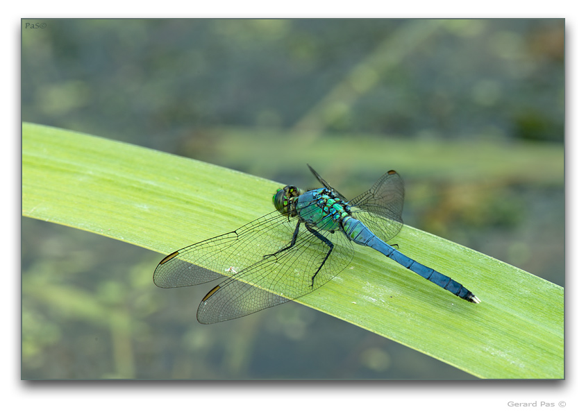 Eastern Pondhawk Dragonfly - click to enlarge image