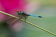 Blue Dasher Dragonfly - click to enlarge